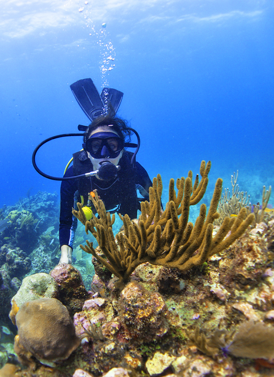 3 Day Fun Dive