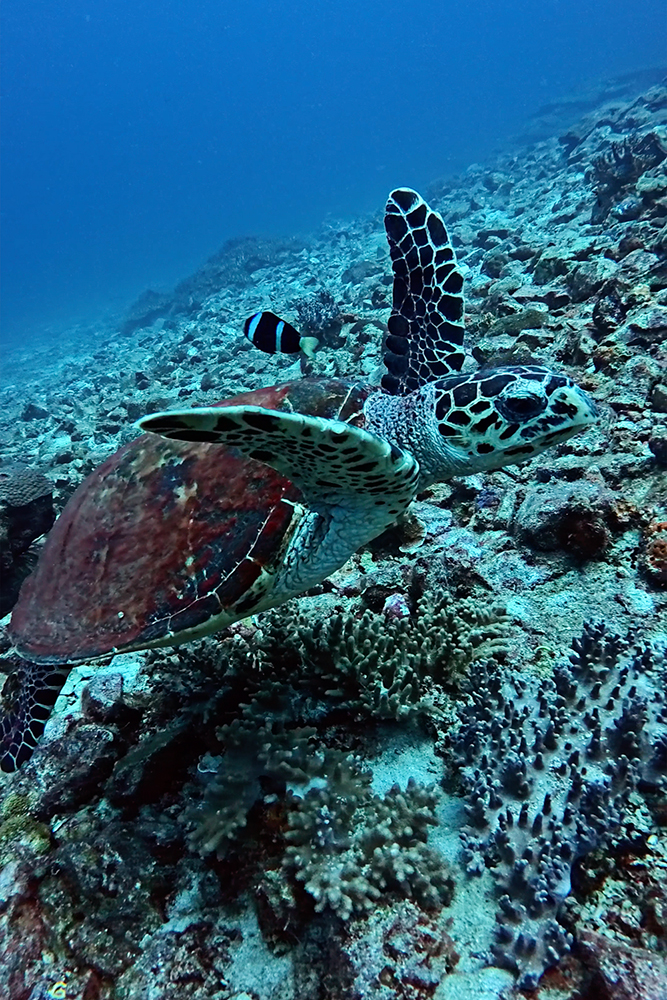 Meet the Sea Turtle: Ancient Traveler of the Oceans