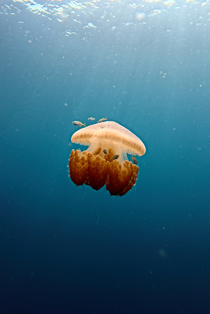Mesmerizing Jellyfish In Slow Motion