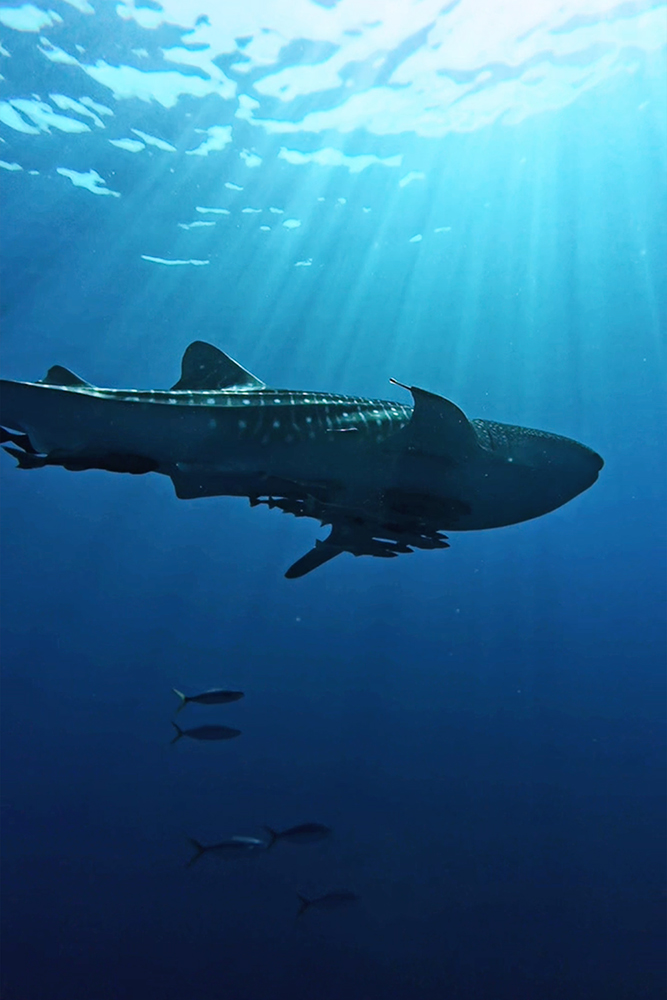 Graceful Giants Beneath the Waves: Swimming with Reef Rays