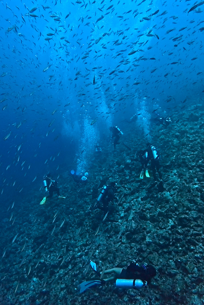 Secrets of the Coral Garden: A Tranquil Journey Underwater