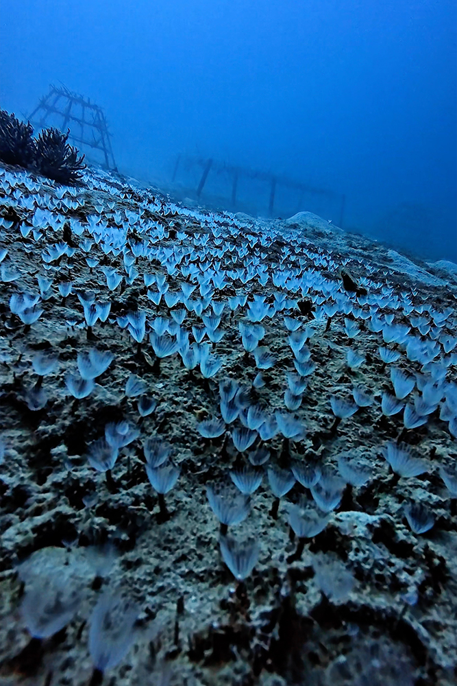 Just a little underwater magic happening here!